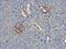 Coagulation Factor IX antibody, PA5-22304, Invitrogen Antibodies, Immunohistochemistry paraffin image 