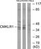 Chemerin Chemokine-Like Receptor 1 antibody, TA313640, Origene, Western Blot image 