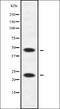 Apolipoprotein B MRNA Editing Enzyme Catalytic Subunit 3A antibody, orb338572, Biorbyt, Western Blot image 