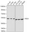 Protein Interacting With PRKCA 1 antibody, GTX54630, GeneTex, Western Blot image 