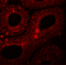 Serine Peptidase Inhibitor, Kazal Type 2 antibody, 6667, ProSci, Immunofluorescence image 