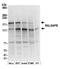 Ral GTPase Activating Protein Non-Catalytic Beta Subunit antibody, A304-959A, Bethyl Labs, Western Blot image 