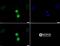 Histone Cluster 2 H3 Family Member D antibody, NB21-1101, Novus Biologicals, Immunocytochemistry image 