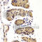 DEAD-Box Helicase 3 X-Linked antibody, A5637, ABclonal Technology, Immunohistochemistry paraffin image 