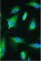 Estrogen Related Receptor Gamma antibody, A01470-1, Boster Biological Technology, Immunofluorescence image 