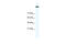 DNA Topoisomerase II Alpha antibody, 31-047, ProSci, Enzyme Linked Immunosorbent Assay image 