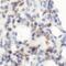 RAGE antibody, FNab10403, FineTest, Immunohistochemistry frozen image 