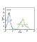 Zinc Finger DHHC-Type Containing 21 antibody, abx032430, Abbexa, Western Blot image 