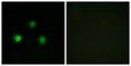 MutS Homolog 2 antibody, abx014049, Abbexa, Western Blot image 