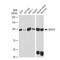 Argonaute RISC Catalytic Component 2 antibody, GTX01534, GeneTex, Western Blot image 