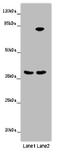 Annexin A9 antibody, A55711-100, Epigentek, Western Blot image 
