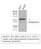 Keratin 6A antibody, STJ96982, St John