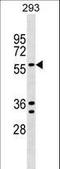 TRAF-Type Zinc Finger Domain Containing 1 antibody, LS-C157255, Lifespan Biosciences, Western Blot image 