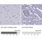 Solute Carrier Family 1 Member 6 antibody, NBP2-48740, Novus Biologicals, Immunohistochemistry paraffin image 