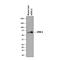 Lymphatic Vessel Endothelial Hyaluronan Receptor 1 antibody, AF2125, R&D Systems, Western Blot image 