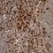 IFI30 Lysosomal Thiol Reductase antibody, HPA026650, Atlas Antibodies, Immunohistochemistry paraffin image 