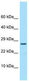 Peroxiredoxin 4 antibody, TA338130, Origene, Western Blot image 