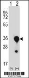 Mannose-binding lectin antibody, 57-234, ProSci, Western Blot image 