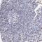 H1 Histone Family Member 0 antibody, PA5-51466, Invitrogen Antibodies, Immunohistochemistry frozen image 