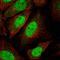Cyclin Dependent Kinase Inhibitor 1B antibody, HPA059086, Atlas Antibodies, Immunofluorescence image 