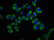 Sorting nexin-12 antibody, CSB-PA891787LA01HU, Cusabio, Immunofluorescence image 