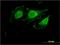 Solute Carrier Family 12 Member 2 antibody, H00006558-M01, Novus Biologicals, Immunofluorescence image 