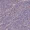 Fc Fragment Of IgE Receptor Ia antibody, NBP2-54974, Novus Biologicals, Immunohistochemistry frozen image 