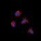 Angiotensin II type-1 receptor antibody, orb382444, Biorbyt, Immunofluorescence image 