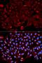 Annexin A1 antibody, LS-C331269, Lifespan Biosciences, Immunofluorescence image 