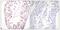 Histone Deacetylase 6 antibody, PA5-38498, Invitrogen Antibodies, Immunohistochemistry frozen image 