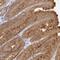 RAB27A, Member RAS Oncogene Family antibody, NBP1-83327, Novus Biologicals, Immunohistochemistry frozen image 