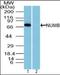 NUMB Endocytic Adaptor Protein antibody, orb96298, Biorbyt, Western Blot image 