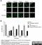 Dengue virus antibody, MCA2277, Bio-Rad (formerly AbD Serotec) , Immunohistochemistry paraffin image 