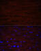 Asporin antibody, 13-571, ProSci, Immunofluorescence image 