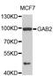 GRB2 Associated Binding Protein 2 antibody, LS-C408234, Lifespan Biosciences, Western Blot image 