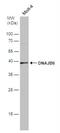 DnaJ Heat Shock Protein Family (Hsp40) Member B5 antibody, NBP2-16193, Novus Biologicals, Western Blot image 