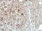 Calcium/calmodulin-dependent 3 ,5 -cyclic nucleotide phosphodiesterase 1A antibody, GTX111687, GeneTex, Immunohistochemistry paraffin image 