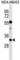 Potassium Voltage-Gated Channel Interacting Protein 2 antibody, abx030964, Abbexa, Western Blot image 