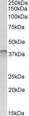 CREB Regulated Transcription Coactivator 2 antibody, 43-411, ProSci, Western Blot image 