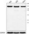 Staphylococcal Nuclease And Tudor Domain Containing 1 antibody, 690002, BioLegend, Western Blot image 