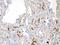 BCL2 Like 1 antibody, A00181, Boster Biological Technology, Immunohistochemistry frozen image 
