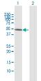 Rho Guanine Nucleotide Exchange Factor 10 antibody, H00009639-D01P, Novus Biologicals, Western Blot image 