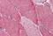 Family With Sequence Similarity 50 Member A antibody, MBS246466, MyBioSource, Immunohistochemistry frozen image 