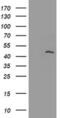 MAGE Family Member A3 antibody, MA5-26486, Invitrogen Antibodies, Western Blot image 