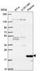 Cyclin C antibody, HPA069322, Atlas Antibodies, Western Blot image 