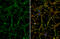 Vasoactive Intestinal Peptide antibody, GTX129997, GeneTex, Immunofluorescence image 