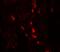 Arylsulfatase B antibody, A01609, Boster Biological Technology, Immunofluorescence image 