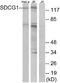 Nuclear Export Mediator Factor antibody, A30462, Boster Biological Technology, Western Blot image 