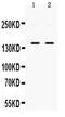 Protein Phosphatase 1 Regulatory Subunit 12A antibody, PA5-79857, Invitrogen Antibodies, Western Blot image 