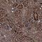 Tripartite Motif Containing 7 antibody, PA5-58699, Invitrogen Antibodies, Immunohistochemistry paraffin image 
